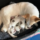 Norrbottenspets