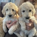 Goldendoodle