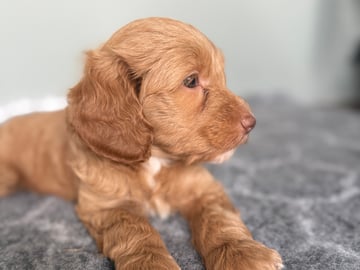 101 Labradoodles