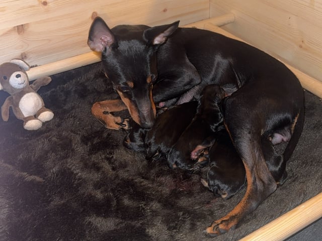 English Toy Terrier