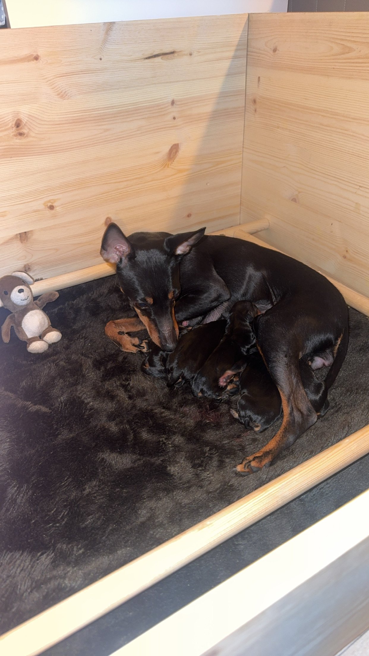 Temperament och personlighet