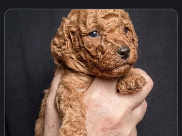 Miniature Poodle · Malm · Malgorzata Sabina Baranek