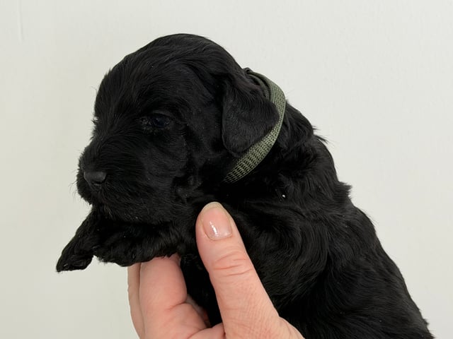 Kerry blue terrier