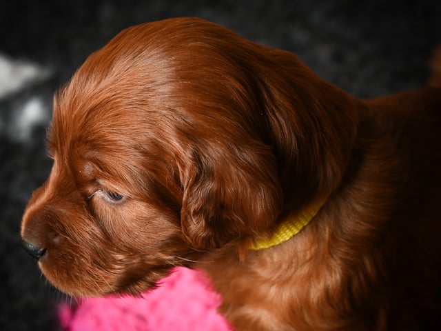 Irsk setter