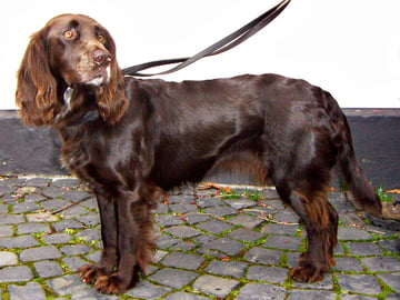 Wachtelhund