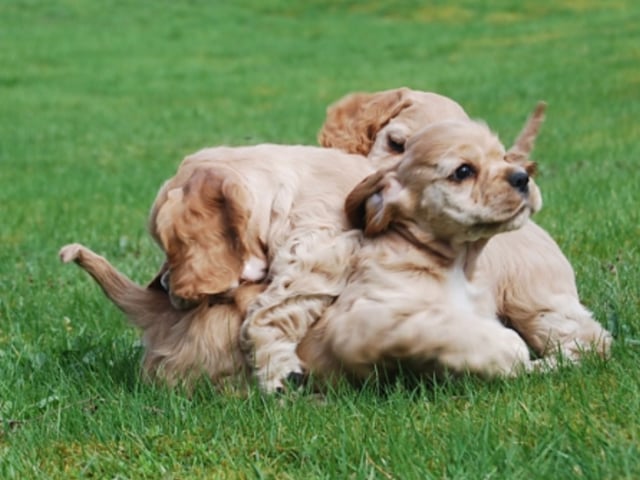 Amerikansk cocker spaniel