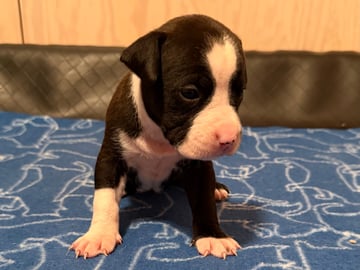 Patrick Nielsen Amstaff