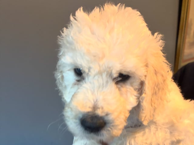 Goldendoodle