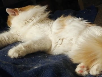 Father: Milo
