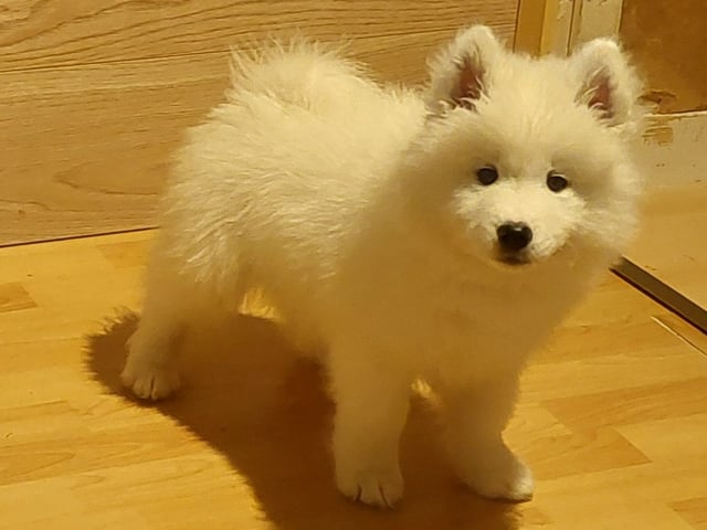 Samojedhund