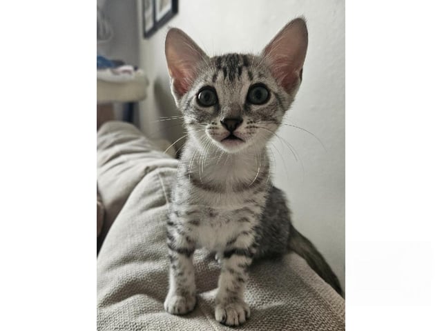 Egyptisk Mau