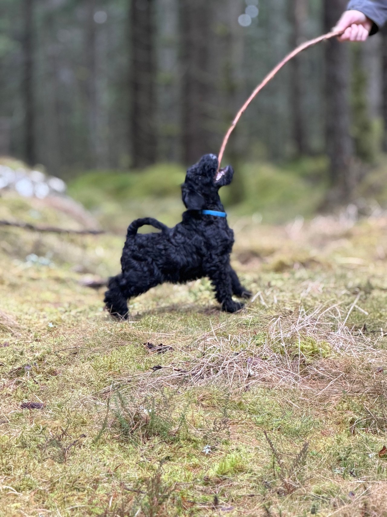 Å leve med rasen