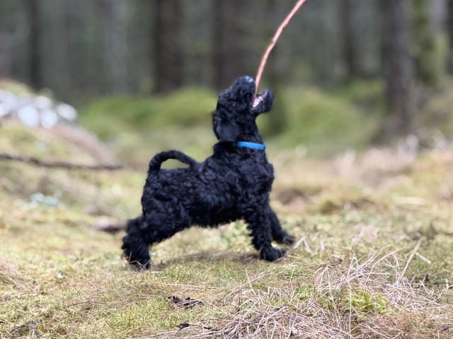 Kerry blue terrier