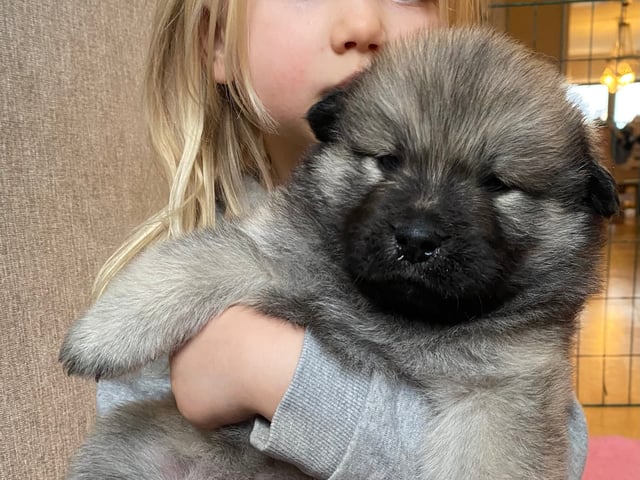 Eurasier