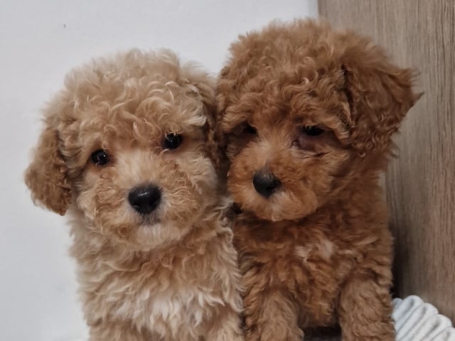Maltipoo