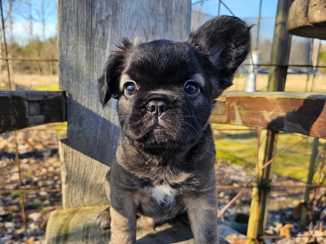 Fransk bulldog