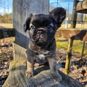 French Bulldog