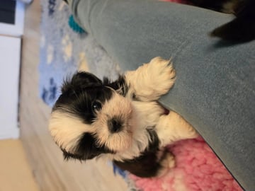 Shih Tzu · Skotterud · Tanja Kristin Tuhus
