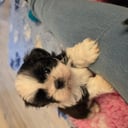 Shih tzu