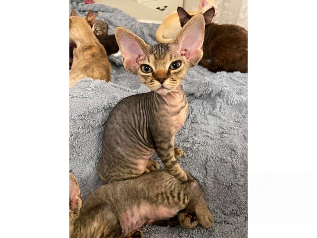 Devon Rex