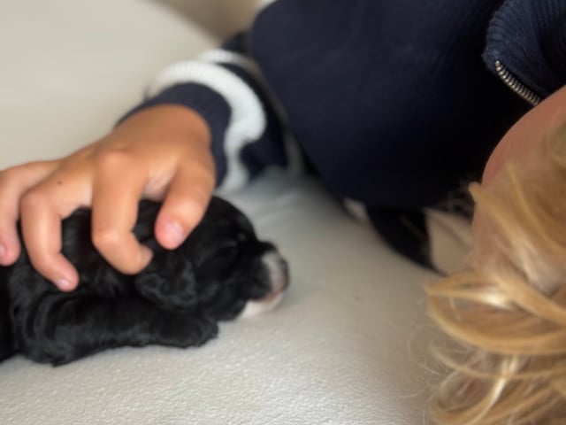 Cockapoo · Fornebu · Kaja F.