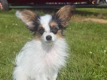 Papillon · Domsjö · Ridge Beautiness