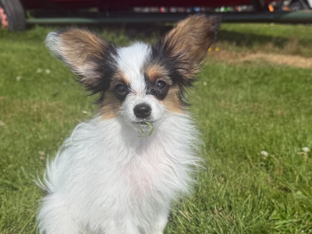 Papillon