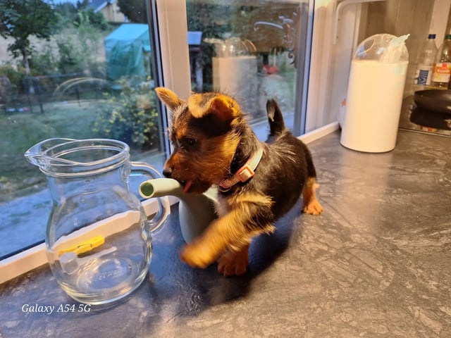 Australsk terrier