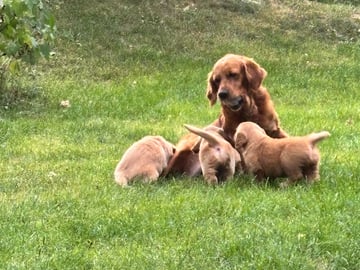 Golden retriever · Vallentuna · Beaworthy