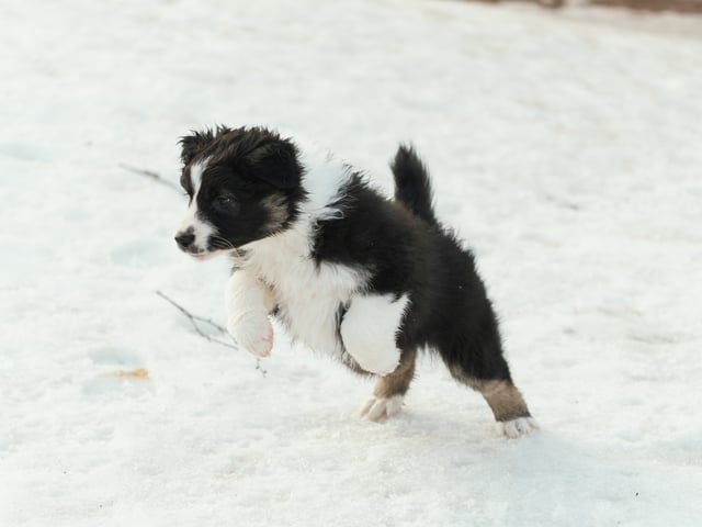 Australian shepherd