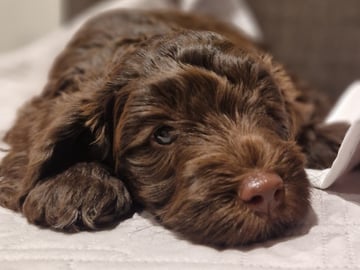 Labradoodle · Mockfjärd · Dalkullas labradoodle