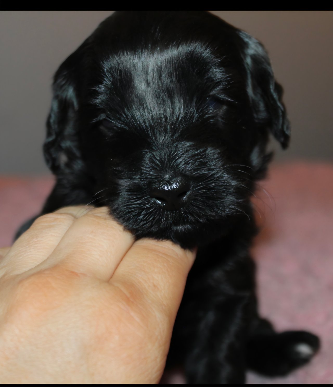 Dalkullas labradoodle