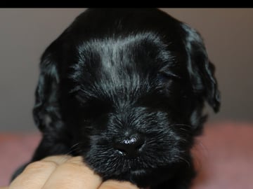 Dalkullas labradoodle