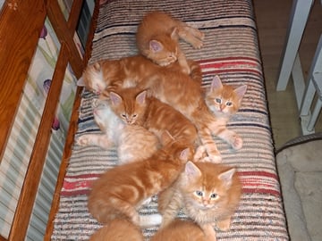Maine coon/Norsk skogkatt · Årsunda · Ing-Marie E.