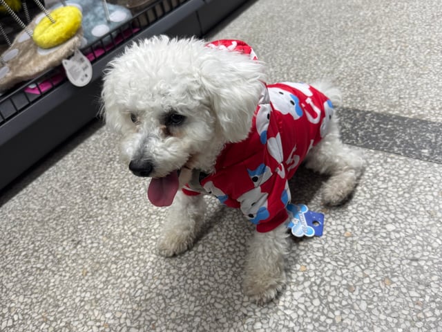 Bichon frisé
