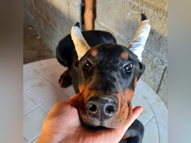 Dobermann
