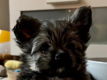 Chihuahua blandras · Bålsta · Bålsta