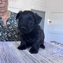 Skye terrier