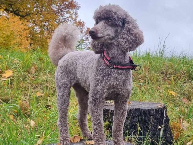 Mamma: Mocca
