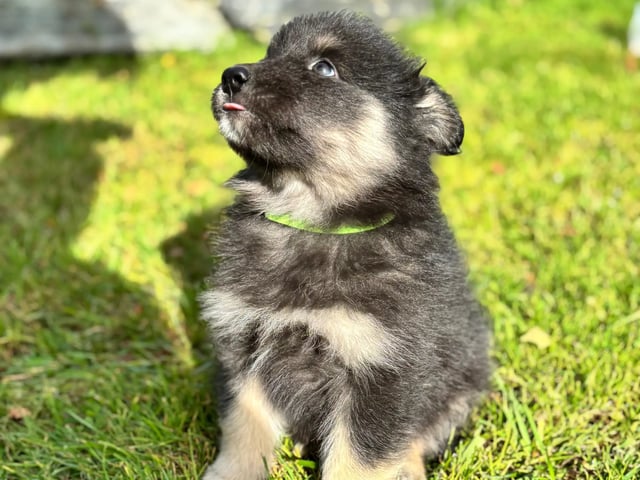 Finsk lapphund