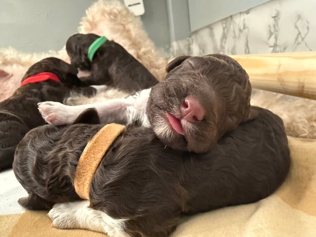 Lagotto romagnolo
