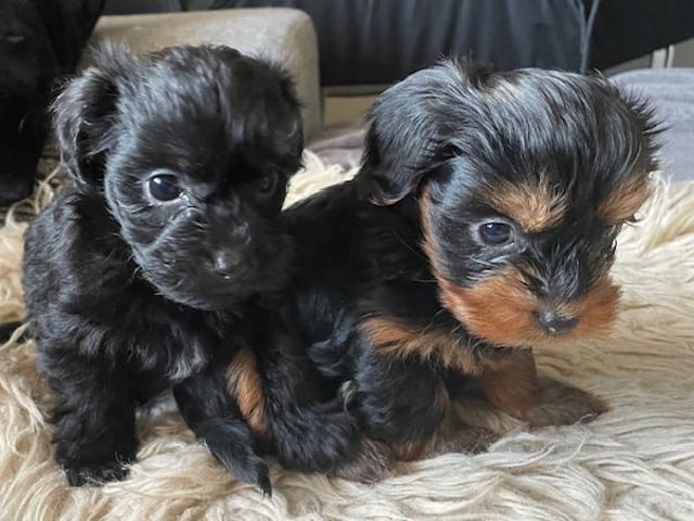 Yorkiepoo valpar toypudel yorkshireterrier · Näsviken · Lustbacka