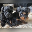 Yorkiepoo valpar toypudel yorkshireterrier