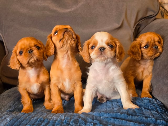 King charles spaniel