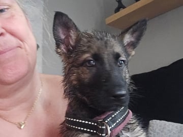 Divatorpets Rakel av Hjärta