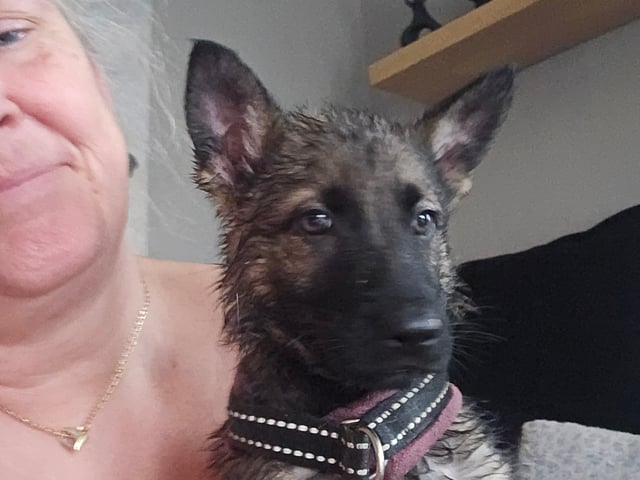 Valp: Divatorpets Rakel av Hjärta