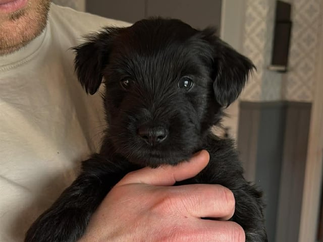 Skye terrier