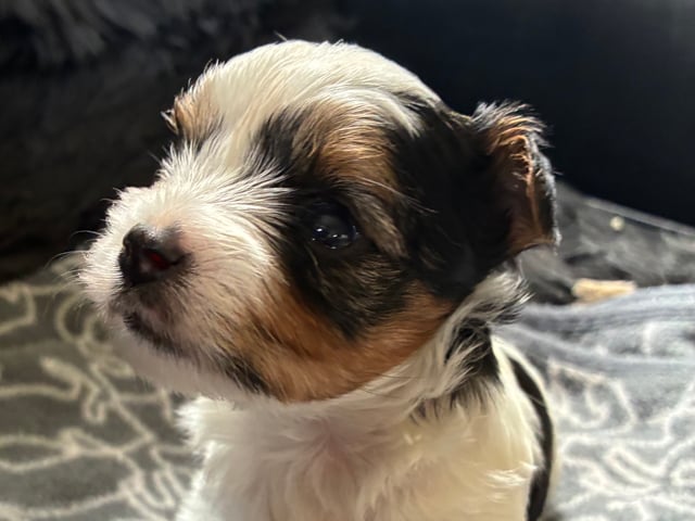 Biewer terrier