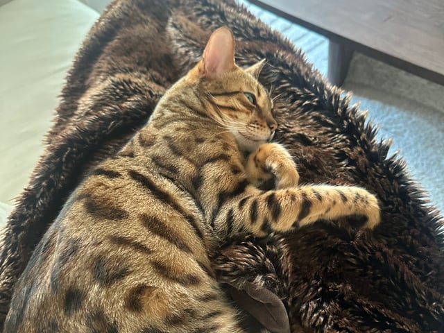 Bengal