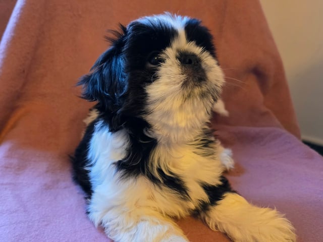 Shitzu/lhasa · Nykroppa · Karin A.